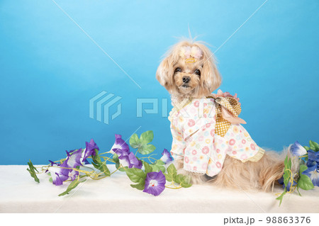 ブルーバックと黄色い花とお座りしたチワプー 98863376