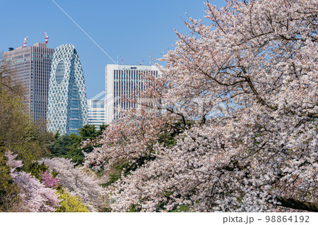 東京の桜 高層ビルを背景に満開を迎えたソメイヨシノ 東京の桜 高層ビルを背景に満開を迎えたソメイヨシノ 98864192