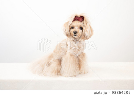 白バックとお座りしたチワプー 98864205