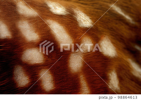 Deer Skin Texture Background, Spotted Deer Fur Pattern, Generative AI Illustration 98864613