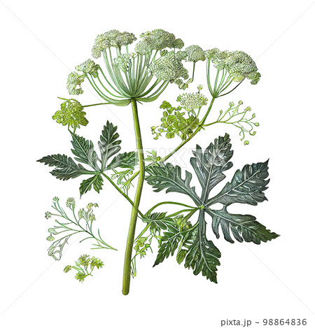 Hogweed Isolated, Heracleum or Cow Parsnip Painting, Abstract Generative AI Illustration 98864836