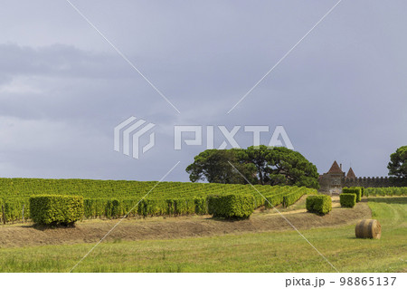 Typical vineyards near Chateau d Yquem, Sauternes, Bordeaux, Aquitaine, France 98865137
