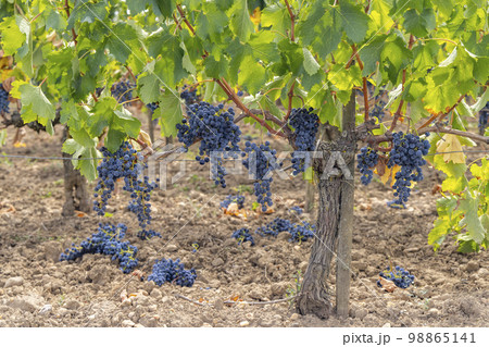 Reduction of ripening grapes to produce highest quality wines in Bordeaux, France 98865141