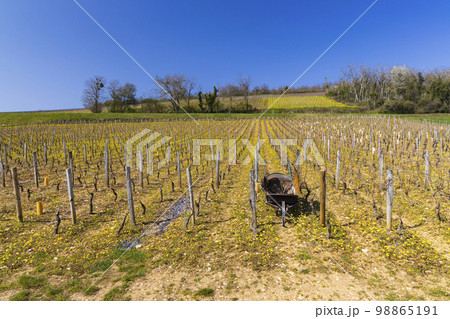 Spring vineyards near Beaune, Burgundy, France 98865191