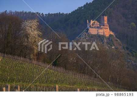 Chateau de Saint-Ulrich ruins near Ribeauville, Alsace, France Chateau de Saint-Ulrich ruins near Ribeauville, Alsace, France 98865193