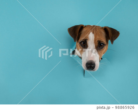 Funny dog muzzle jack russell terrier sticks out of a hole in a blue cardboard background. Funny dog muzzle jack russell terrier sticks out of a hole in a blue cardboard background. 98865926