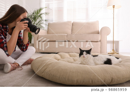Professional animal photographer taking picture of beautiful cat at home Professional animal photographer taking picture of beautiful cat at home 98865959