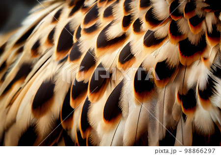 Owl Feathers Background, Brown Plumage, Hawk Wings Texture, a Bird of Prey Feather 98866297