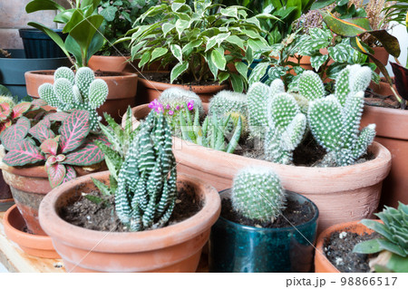 Home garden close up. Variety of indoor plants 98866517