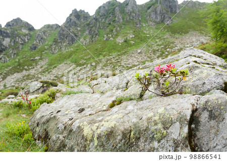 Rhododendron shrub on rock. Nature close up. Mountain landscape 98866541
