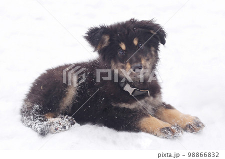 shepherd puppy closeup photo on white snow background shepherd puppy closeup photo on white snow background 98866832