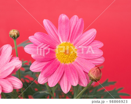 マーガレット シンプリーコーラル マーガレット シンプリーコーラル 98866923