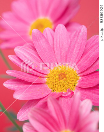 マーガレット　シンプリーコーラル 98866924