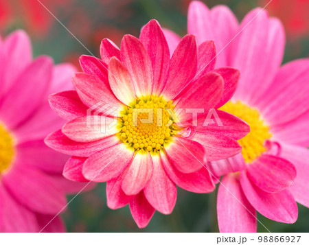 マーガレット シンプリーコーラル マーガレット シンプリーコーラル 98866927