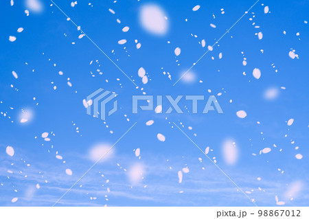 【桜吹雪素材】青空に舞う桜吹雪【長野県】 98867012