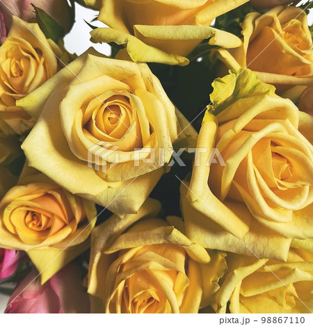 黄色い薔薇 黄色い薔薇 98867110