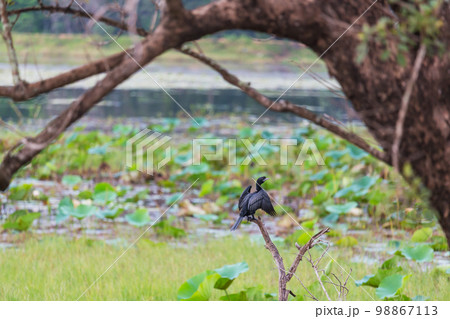 Anhinga 98867113