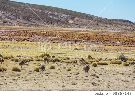 Ostrich Ostrich 98867142