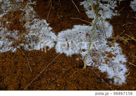 広がっていく菌糸 98867156