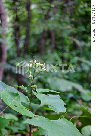 山野草(カニコウモリの花) 山野草(カニコウモリの花) 98867157