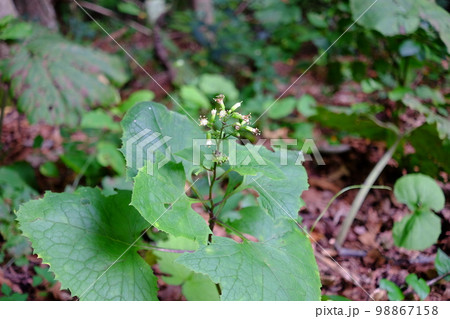 山野草（カニコウモリの花） 98867158