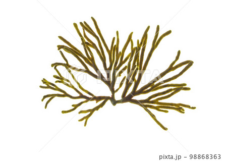 Codium tomentosum or velvet horn or spongeweed seaweed branch isolated on white. 98868363