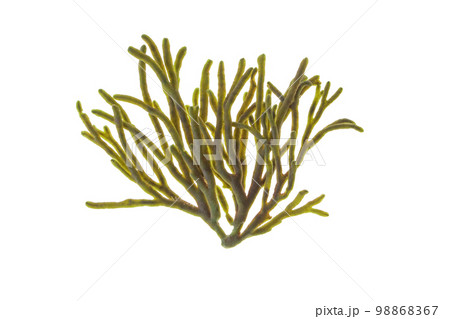 Velvet horn or spongeweed seaweed branch isolated on white 98868367