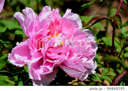 大桑原(おおかんばら)つつじ園へ行きました #93 大桑原(おおかんばら)つつじ園へ行きました #93 98868595