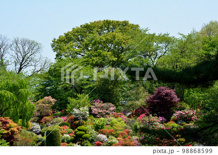 大桑原(おおかんばら)つつじ園へ行きました #97 大桑原(おおかんばら)つつじ園へ行きました #97 98868599