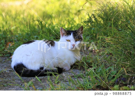 ゆずの里毛呂山町の里山で住民の人達に愛されて幸せに暮らすネコちゃんが野原で可愛く見つめる風景 98868875