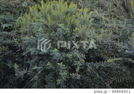 空き地に生い茂る雑草 98868951