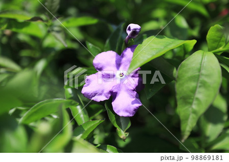 初夏を告げるニオイバンマツリの花 98869181