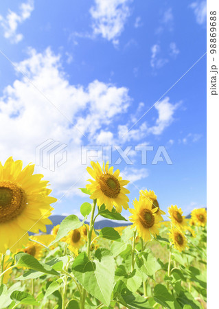 北海道赤井川村「エンジョイファームゆめ」のヒマワリ畑 98869688