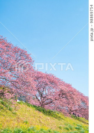 南伊豆町・下賀茂の河津桜 98869754