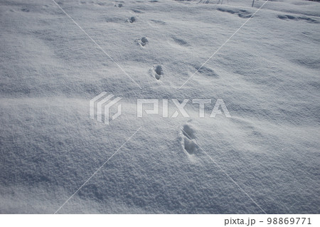 雪の上に残った動物の足跡とおぼしきもの 98869771