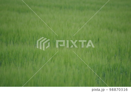 4月の麦畑 クローズアップ 4月の麦畑 クローズアップ 98870316