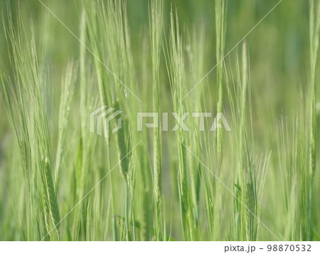 新緑の麦畑 98870532