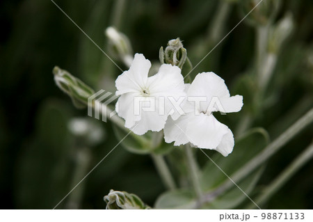 スイセンノウ 98871133