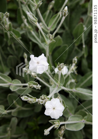 スイセンノウ 98871135