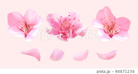 Realistic sakura flower element set Realistic sakura flower element set 98871238