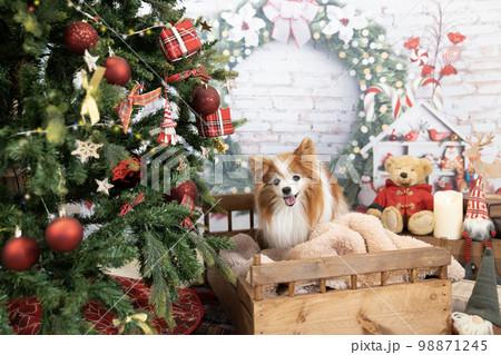 クリスマスツリーとベッドにのったパピヨン 98871245