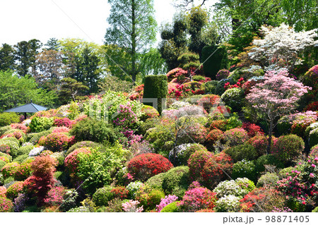 大桑原（おおかんばら）つつじ園へ行きました　＃103　 98871405