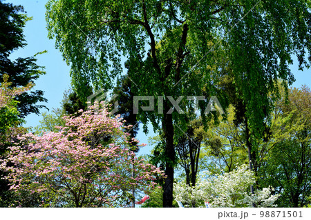 大桑原（おおかんばら）つつじ園へ行きました　＃116 98871501