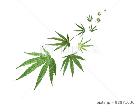Green Floating Leaves Flying Leaves Green Leaf Dancing, green cannabis leaf drug marijuana herb. 98871636