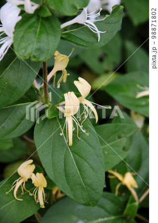スイカズラ 98871802