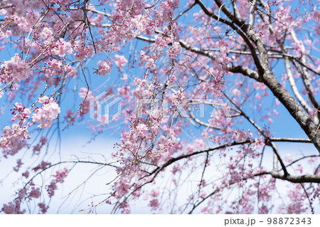 桜 枝垂れ桜 青空 桜 枝垂れ桜 青空 98872343
