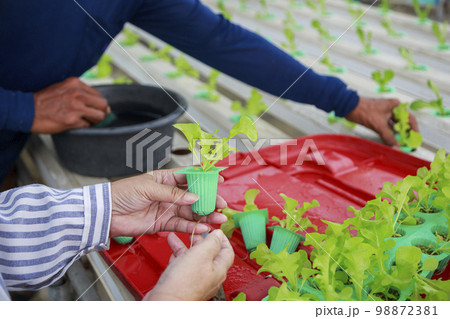 Asian senior woman farmer working in hydroponics vegetable farm 98872381