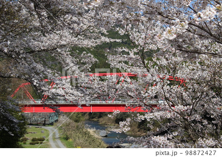京都　美山　桜と橋　【京都府】 98872427