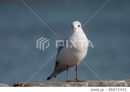 ユリカモメ 98872432