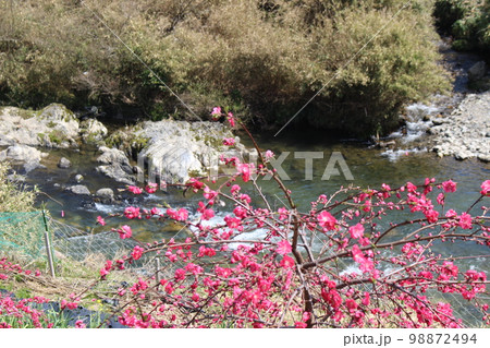 美山の桜　春の風景　【京都府】 98872494
